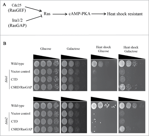 Figure 2. The neurofibromin cysteine and serine-rich domain/Ras-GTPase activating protein domain (CSRD/RasGAP) but not the C-terminal domain (CTD) rescues heat sensitivity in Δira1 and Δira2 budding yeast cells. (A) The heat shock-sensitive Ras signaling pathway in budding yeast. (B) A complementation assay for heat sensitivity using the neurofibromin CSRD/RasGAP domain and CTD. pCEN-PGAL1-3HA-NF1-CTD, pCEN-PGAL1-3HA-NF1-CSRD/RasGAP, and pCEN-PGAL1-3HA were respectively transformed into Δira1 (strain YSK2620) and Δira2 (strain YSK2622) cells. pCEN-PGAL1-3HA was transformed into wild-type (W303a) cells and used as a control. Cells were serially diluted, spotted on plates containing either glucose or galactose, and then incubated at 30°C for 2 days. For heat shock (right panel), cells were incubated at 55°C for 30 min prior to the transfer to 30°C.