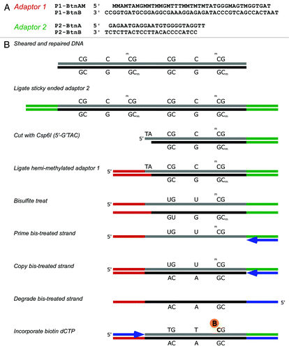Figure 1. (A) Modified oligonucleotide sequences of adaptors and (B) a schematic showing the particular implementation of SuBLiME biotin labeling used in this study with minor steps emitted for clarity. First, sheared and repaired genomic DNA (gDNA) has annealed adaptor 2 (P2-BtnA and P2-BtnB) ligated to the repaired and A-tailed ends of the gDNA (shown in green). Next, the DNA is cut with Csp6I before ligation with the annealed hemi-methylated adaptor 1 (P1-BtnAM and P1-BtnB), which contains an overhanging 5′-TA-3′ (shown in red). The gDNA is then bisulfite-treated and the denatured DNA primed opposite the ligated P2-BtnA oligomer (shown in blue) and strand extension allowed to complete. Unconverted cytosines in the original bisulfite-treated material are now guanines in the newly copied DNA, while the polymerase adds adenines opposite converted uracils. Next, the original bisulfite-converted strand is degraded before priming in the other direction complementary to the P1 adaptor end. To label the DNA, the primer P1-BtnA (blue) was extended by Taq polymerase in the presence of 100 µM biotin-14-dCTP and the unlabeled deoxynucleotide triphosphates dTTP, dATP and dGTP. Finally, labeled material was enriched using streptavidin-coupled magnetic beads. Note that by design P2-BtnB contains no guanosines so no biotinylated-CTP can be added in the linker region. Therefore biotin labeled dCTP should only be added at sites of bisulfite non-conversion of cytosines.