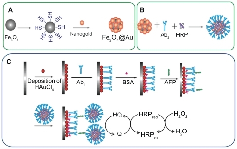 Figure 1 Schematic representation of the preparation of (A) Fe3O4/Au, (B) Fe3O4/Au-HRP-Ab2, and (C) immunosensor.Abbreviations: AFP, alfa-fetoprotein; BSA, bovine serum albumin; HRP, horseradish peroxidase; Ab2, secondary antibody.