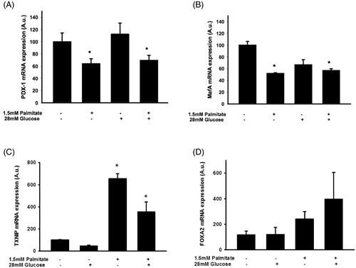Figure 6. Palmitate reduces the expression of several key transcription factors. EndoC-βH1 cells were cultured for 72 h in the presence of 1.5 mmol/L palmitate with and without 28 mmol/L glucose, and then analyzed for Pdx-1 mRNA (A), MafA mRNA (B), TXNIP mRNA (C), and FoxA2 mRNA (D) by real-time RT-PCR. n = 3, in duplicate. Average Ct values; GAPDH: 20.2 ± 0.7, Pdx-1: 29.6 ± 0.8, MafA: 25.1 ± 0.4, TXNIP: 29.0 ± 0.4, FoxA2: 27.1 ± 0.3. Bars represent means ± SEM. *p < 0.05 compared with control group.