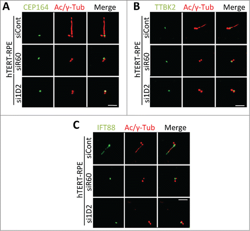 Figure 5. Depletion of Tctex1d2 or Wdr60 does not affect the recruitment of some factors necessary for the early steps of ciliogenesis. (A–C) Immunofluorescence microscopy of ciliated hTERT-RPE cells treated with siCont, si1D2, or siR60 for 48 hours, starved for 24 hours, and stained with Hoechst 33342 DNA dye, anti-γ-tubulin, anti-acetylated (Ac)-tubulin, and anti-CEP164 (A), anti-TTBK2 (B), or anti-IFT88 (C). Note that all proteins localize to the mother centriole in si1D2 and siR60 treated cells. Scale bar = 5 μm.