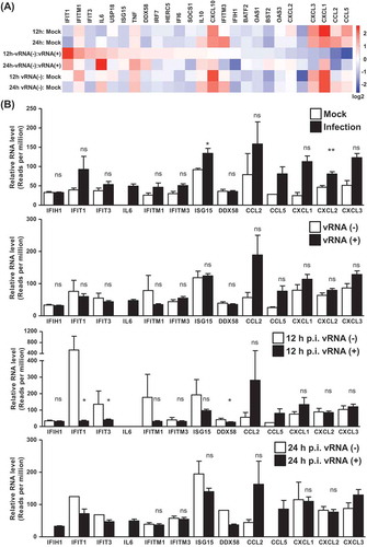 Figure 5. EV-A71-elicited host responses of differentiated enterocytes profiled at single-cell level. (A) Clustering of single cells was done on the basis of the infection time-points and EV-A71 RNA expression, and the expression profiles of immune-associated genes among the indicated clusters are shown by the heatmap representation. (B) Relative gene expression (read counts per million) of the immune-associated genes in the indicted cluster comparison is quantitatively shown by the bar graphs, and statistical significance was measured by student’s t-test