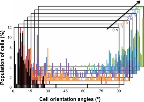 Figure 5 Histograms of cell orientation angle on the PCL film before and after shape-memory activation. Cell orientation angles were quantified by the analysis of phase contrast images and defined as the angle against the temporary groove direction.Abbreviations: h, hours; PCL, poly(ε-caprolactone).
