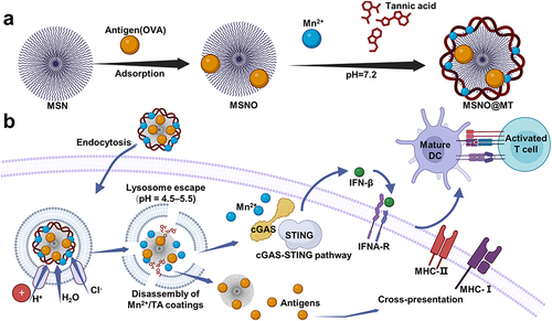 Figure 1 Enhancing immune response through pH-modulated self-assembly of nanocarriers targeting DCs. (a). The preparation process of antigen-loaded MSN@MT nanocarriers. coating of aminated dendritic mesoporous silica loaded with antigen via tannic acid and Mn2+ complexation under neutral pH conditions. Following model antigen OVA loading, the uncoated and coated MSNs are denoted as MSNO and MSNO@MT, respectively. (b). Schematic illustration of antigen delivery to DCs by MSN@MT. MSN@MT enhances DC uptake capacity, utilizing its lysosomal escape capability to heighten antigen delivery efficiency. Through Mn2+ activation, it triggers the cGAS-STING pathway, leading to the release of IFNβ, subsequently facilitating antigen cross-presentation and DC maturation. Consequently, this process elevates antigen-specific T-cell immune responses.