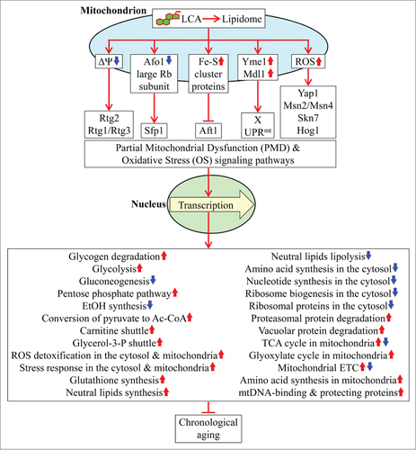 Figure 6. A model for how LCA-driven changes in mitochondrial lipidome alter mitochondrial proteome and functionality, thereby enabling mitochondria to function as signaling organelles modulating transcription of many longevity-defining nuclear genes. See text for details. Abbreviations: Ac-CoA, acetyl-CoA; ETC, the mitochondrial electron transport chain; mtDNA, mitochondrial DNA; ROS, reactive oxygen species; ST, stationary growth phase; TCA, the tricarboxylic acid cycle in mitochondria.