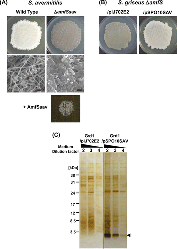 Fig. 5. Morphology of S. avermitilis ΔamfSsav and production of S. avermitilis AmfSsav in the S. griseus Grd1 strain.