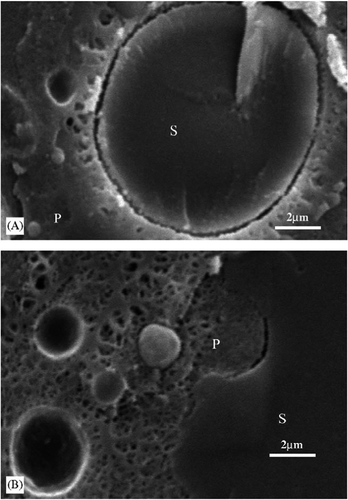 FIGURE 6 Electron micrographs (×7500) of imitation cheese containing10% of either (A) Novelose240 or (B) Novelose330. S: starch; P: protein matrix.[Citation4]