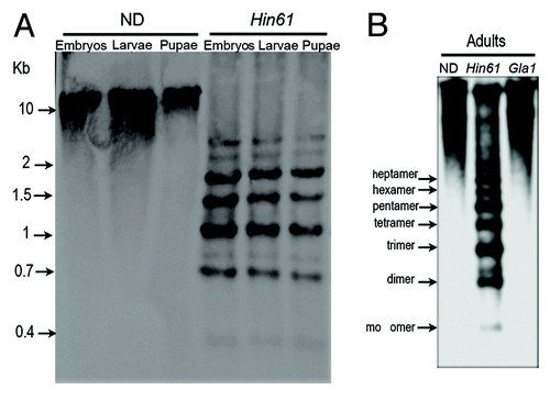 Figure 3. Southern hybridization analysis of T. castaneum genomic DNA using as a hybridization probe mixture of biotin labeled Tcast1a and Tcast1b monomers. (A) Equivalent amounts of genomic DNA from embryos (three days old), larvae and pupae were digested using Hin6I and compared with undigested DNA. (B) Equivalent amounts of genomic DNA from adults were digested with Hin6I and GlaI and compared with undigested DNA.