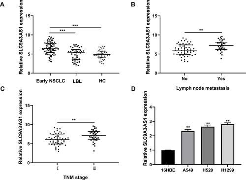 Figure 1 SLC9A3-AS1 expression is upregulated in NSCLC. (A) SLC9A3-AS1 expression in serum and tumor tissues of NSCLC, LBL, and HC. (B) SLC9A3-AS1 expression in serum and tumor tissues of NSCLC with or without lymph node invasion. (C) SLC9A3-AS1 expression in serum and tumor tissues of NSCLC with TNM stage I or II. (D) SLC9A3-AS1 expression in human NSCLC cells and 16HBE human normal lung epithelial cells. **P< 0.01, ***P< 0.001.