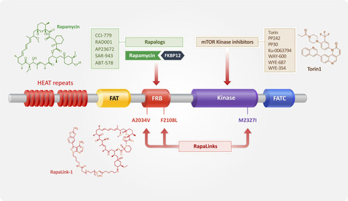 Figure 3 Diagram showing the mTOR structural domain targets for three generations of mTOR inhibitors. mTOR consists of several structural domains: HEAT repeats, FAT (for FRAP, ATM, TRAP), FRB (FK506 binding protein 12 (FKBP12)–rapamycin binding), kinase, and FATC (for C-terminal FAT) domains. As the name implies, the FRB domain is responsible for the binding of mTOR to FKBP12 and rapamycin. FAT, kinase, and FATC domains are required for maintaining phosphatidylinositol 3-kinase-related kinases (PIKKs) activity. Rapalogs, the first-generation mTOR inhibitors, decrease mTOR activity by interacting with the FRB domain of mTOR. The second-generation mTOR inhibitors competes with ATP for binding to the kinase domain of mTOR. RapaLink, the third-generation mTOR inhibitor, was developed to overcome the limitations of previous mTOR inhibitors. FRB domain mutations (mTORA2034V and mTORF2108L) and a kinase domain mutation (mTORM2327I) contribute to the resistance of mTOR to rapalogs and mTOR kinase inhibitors, respectively.