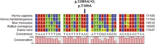 Figure 1. Sequence alignment of ND4 proteins among several species. The conservation analysis through CLC Main Workbench Software indicated that the mutation g.11084A>G, p.T109A was conservative among five species (Homo sapiens, Homo heidelbergensis, Mus musculus, Rattus norvegicus, and Danio rerio).