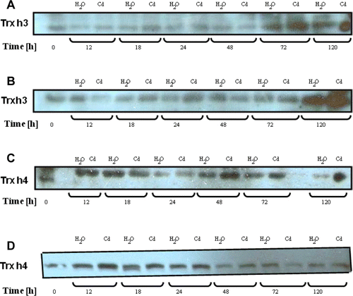 Figure 3.  Western blot analysis of Trx expression in cotyledons (A,C) and embryonic axes (B,D) of P. sativum seeds during germination after imbibition with H2O or 5 mM Cd. Analysis was performed after SDS-PAGE of post mitochondrial proteins obtained from several germinating seeds (20 µg/track), transferred to nitrocellulose sheet and immunodetected with poplar Trx h3 and Trx h4 antibodies. The blot is representative of two experiments.