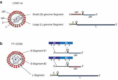 Figure 1. Construction of TT1-E7E6. Schematic view of (a) a LCMV wt particle (left) and its genome (right). The ambisense RNA genome encodes 4 viral proteins: GP (glycoprotein), NP (nucleoprotein), L (RNA-directed RNA polymerase) and Z (RING finger protein Z). (b) The engineered TT1-E7E6 vectors contain artificially duplicated S-segments, encoding either GP or NP but not both, and a fusion protein of HPV16 E7E6, with 5 implemented amino acid mutations as indicated by the asterisks (*), as well as the L-segment.