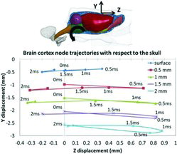 Fig. 2. Image of the young adult rat brain FE model with a representation of the coordinate system on the approximate location at which the pin was inserted in the experiments (top). Simulated brain cortex nodal trajectories relative to the skull at different depths from the brain cortex surface (bottom).