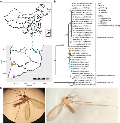 Figure 1. Sample locations and species identifications. (A) The locations of different sandfly pools sequenced in this study. (B) Species identification based on the cox1 gene. (C) The morphological features of sandflies collected from Shanxi province. Throughout the figure, we use different shapes to represent location information and different colours to indicate habitat information.