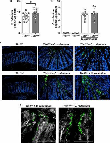 Figure 2. Epithelial-specific talin-1 contributes to pathogen containment by facilitating actin rearrangement and attachment ofC. rodentium to the epithelium. (a-b) Bacterial burden was assessed by culturing serial dilutions of homogenized tissues and normalizing to tissue weight on day 14 post-infection (p.I.). (a) C. rodentium colonization of the colon; n = 15 infected Tln1fl/fl mice and n = 12 infected Tln1Δepi mice. Data pooled from 2 independent experiments. *P < 0.05 determined by Student’s t test. (b) C. rodentium colonization of the spleen;n = 5 uninfected mice per genotype, n = 15 infected Tln1fl/fl mice, and n = 10 infected Tln1Δepi mice. (c) Representative immunofluorescence images of C. rodentium (green) and DAPI (blue) in colon tissues of uninfected and infected mice; n = 4 mice per group. (d) Representative images of FAS (white) co-stained with C. rodentium (green) in colon tissues of uninfected and infected mice; n = 4 mice per group. All values are reported as mean ± SEM. Statistical analyses, where shown; *P < 0.05 determined by Student’s t test. (c-d) Scale bars represent 100 μm.