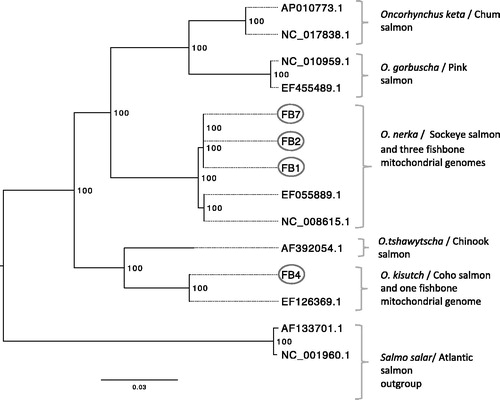 Figure 1. A maximum likelihood phylogeny of four ancient fish mitochondrial genomes and 10 previously reported mitochondrial reference genomes from all North American salmon species (labels correspond to GenBank accession numbers) showed that three of the ancient fish bones group with sockeye salmon and a fourth fishbone groups with coho salmon. Bootstrap support is indicated to the right of each node; tree is midpoint rooted; scale bar represents genetic change as the mean number of nucleotide substitutions per site. GenBank accession numbers for the ancient fish bones: FB1 MG993162, FB2 MH003639, FB4 MH003640, and FB7 MH003641.