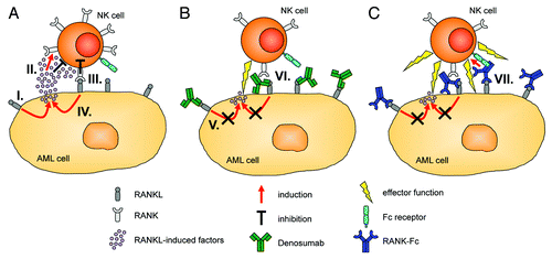 Figure 1. Involvement of RANKL in the crosstalk of acute myeloid leukemia (AML) and natural killer (NK) cells and potential points of therapeutic intervention. (A) Receptor activator of NFκB ligand (RANKL) signaling induces the release of immunomodulatory factors by AML cells (I), which directly inhibit NK-cell reactivity and upregulate RANK expression on their cell surface (II). RANK transduces inhibitory signals to NK cells upon interaction with RANKL expressed by AML cells (III), and perpetuates RANKL reverse signaling in the latter (IV). (B) The RANKL-neutralizing antibody Denosumab blocks RANK/RANKL interactions. This reduces the release of RANKL-induced immunomodulatory factors by AML cells and their above described immunomodulatory effects (V). In addition, Denosumab prevents inhibitory RANK signaling into NK cells (VI), which results in enhanced NK cell antitumor reactivity. (C) In contrast to Denosumab, an Fc-optimized RANK-Ig fusion protein not only neutralizes RANKL (signaling), but also potently induces NK cell-mediated antibody-dependent cellular cytotoxicity (ADCC) against RANKL-expressing malignant cells the Fcγ receptor IIIa (VII).