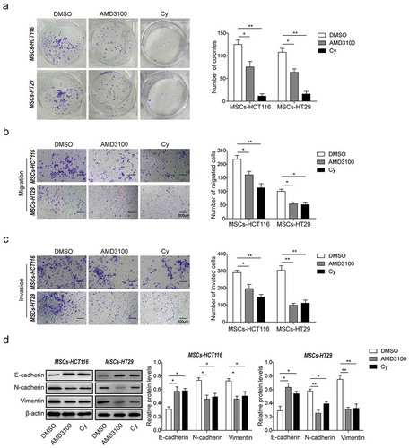 Figure 4. Blocking CXCR4/TGF-β1 signaling inhibits CRC cells migration and invasion in vitro.(a) Colony formation assay for cell proliferation in MSCs-HCT116 and MSCs-HT29 cells (short for HCT116/HT29 cells co-cultured with MSCs) pretreated with DMSO, AMD3100 or Cy. (b) Transwell assays without matrigel for cell migration, and (c) with matrigel for cell invasion analysis were measured in MSCs-HCT116 and MSCs-HT29 cells pretreated with DMSO, AMD3100 or Cy. (d) Western blot analysis for protein levels of EMT markers E-cadherin, N-cadherin and Vimentin were detected in MSCs-HCT116 and MSCs-HT29 cells pretreated with DMSO, AMD3100 or Cy. The quantitative analyses of protein bands grey intensity were displayed in the hisograms. * p < .05, ** p < .01