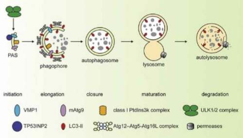 Figure 1. Schematic illustration of the steps of autophagy. The phagophore assembly site (PAS) denotes the proposed site for autophagosome formation, to which most of the core autophagy-related proteins (ATG) are recruited. The elongation of the phagophore forms the autophagosome, which undergoes maturation by fusion with a lysosome. Finally, the autophagosome inner membrane and cargo are degraded, with the recycling of the resultant macromolecules. Many regulatory components control the steps of autophagy such as the vesicle membrane protein (VMP1) that can trigger autophagy by its overexpression and might function as a transmembrane protein, the UNC-51-like kinase (ULK) complex that contains various ATG proteins, the class III phosphatidylinositol 3-kinase (PtdIns3K) complex that is involved in autophagosome formation or clearance, the lipidated form of LC3 (LC3-II) that is attached to both faces of the phagophore, and TP53INP2 that can interact with LC3 as well as VMP1 [Citation20].