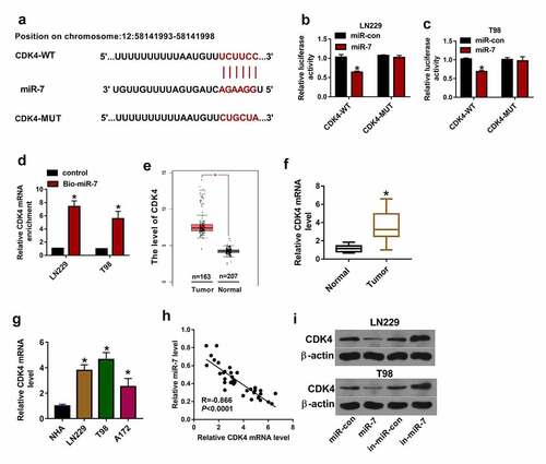 Figure 6. The target relationship of miR-7 and CDK4 in glioma cells. (a) The binding sequence of miR-7 and CDK4 was predicted via microT-CDS. (b and c) Luciferase activity was detected in LN229 and T98 cells transfected with CDK4-WT or CDK4-MUT and miR-7 mimic or miR-con. (d) miR-7 and CDK4 mRNA levels were measured after RNA pull-down using Bio-miR-7. (e) CDK4 expression in glioma tissues was analyzed via GEPIA. (f and g) CDK4 mRNA level was detected in glioma tissues and cells. (h) The linear correlation of miR-7 and CDK4 in glioma tissues. (i and j) CDK4 protein level was examined in LN229 and T98 cells transfected with miR-con, miR-7 mimic, in-miR-con or in-miR-7. *P < 0.05