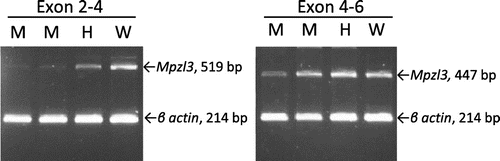 Figure 5. Analysis of Mpzl3 splice junctions in control and mutant (ruf/ruf) cDNA. Poly-A+ RNA from skin was reverse transcribed into cDNA and amplified using forward and reverse primers that anneal with Exon 2 and Exon 4 (left panel), or Exon 4 and Exon 6 (right panel) of Mpzl3. Primers that anneal within Exon 4 of the mouse β actin (Actb) gene were used together with Mzpl3 primers to provide an internal loading control. Templates from ruf/ruf mutants (labeled M above), a ruf/+ heterozygote (labeled H), and a wild type +/+ control (labeled W) all yielded amplimers of the size and sequence expected for normal splicing of Exons 2 through 6. While the intensity of Mpzl3-specific products amplified from mutant templates may appear less abundant than products amplified from control skin samples, it should be noted that the RT-PCR method used here was not quantitative.