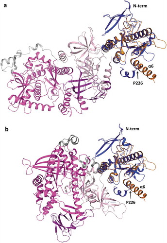 Figure 6. Superposition of TbRRP44-NPIN and ScRrp44 structures in two functional conformations. TbRRP44-NPIN is shown in orange. The ScRrp44 coordinates are from PDB 5K36 and 4IFD, corresponding to the direct route (a) and channel route (b) conformations, respectively. ScRrp44 is colored by domain. NPIN is shown in blue. CSD, RNB and S1 domains are represented in light pink, magenta and dark purple, respectively. TbRRP44 helix α6 and ScRrp44 Pro226 are indicated.