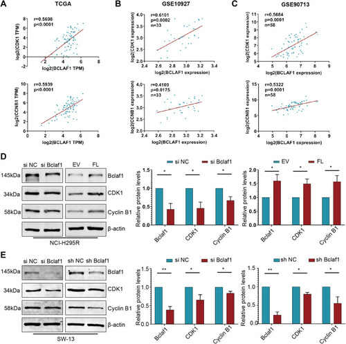 Figure 5 Bclaf1 promotes the proliferation of ACC by modulating CDK1 and Cyclin B1. (A–C) Correlation plots showing positive associations between Bclaf1 expression and the expression of CDK1 or CCNB1. Pearson correlation coefficient r values and p-values are shown. (D and E) Regulation of CDK1 and CCNB1 via Bclaf1 knockdown or overexpressed after cell transfection. The protein levels were detected by Western blotting (right panel). *p < 0.05 and **p < 0.01 vs the control.