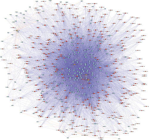 Figure 6 The construction of circRNA-miRNA-mRNA network.