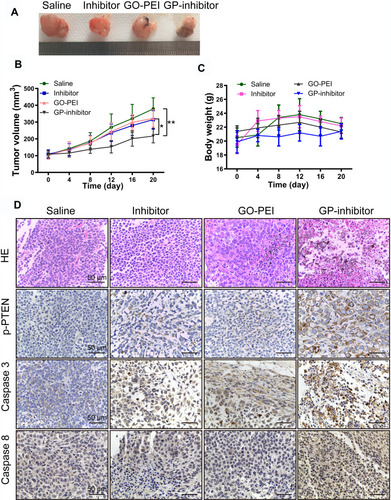 Figure 8 Antitumor activities of GP-inhibitor in an MG63 xenograft mouse model. (A) Representative xenograft tumor tissue images of mice treated with saline, miR-214 inhibitor, GO-PEI or GP-inhibitor complexes (30 μL). (B) Relative changes of tumor volume over time. The values are presented; n=5. (C) Relative changes of body weight over time and the values are presented; n=5. (D) Representative images of HE staining and immunohistochemical staining of PTEN, caspase 3 and caspase 8 in different treatment groups are shown. Scale bars: 50 μm. *p < 0.05; **p < 0.01.