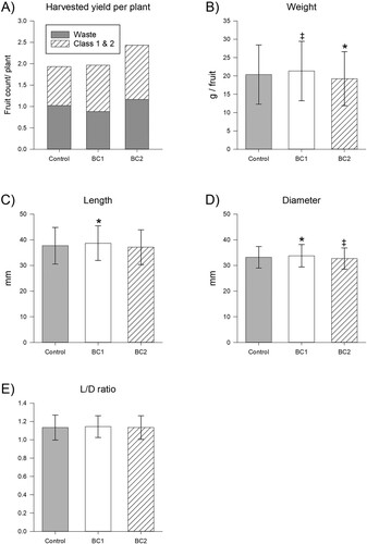 Figure 1. Impact of biostimulant treatments to fruit yield, size and shape. Impact of biostimulant treatments to A, harvested yield per plant, B, fruit weight, C, fruit length, D, fruit diameter and E, the ratio of fruit length-to-diameter, i.e. the fruit shape indicator. Yield (A) is presented as the total fruit harvested across 6 days per treatment divided by the number of plants per treatment (n = 600 for control and BC1, and n = 744 for BC2), with fruits distinguished between waste (majorly defective) and Class 1 (sellable as fresh produce) or Class 2 (sellable as processed goods). Individual fruit measures (B–E) are presented as the average ± SD from all fruits harvested from that treatment (n = 547 for control, n = 651 for BC1 and n = 943 for BC2), with statistical significance (compared to control) indicated by * for p < 0.05, and marginal significant differences (compared to control) indicated by ‡ for 0.05 ≤ p < 0.1.