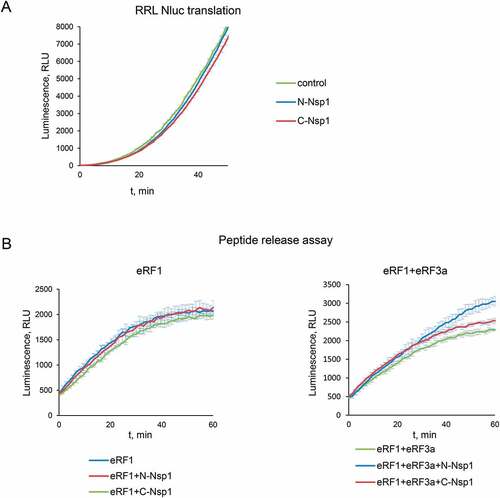 Figure 5. Activity of the Nsp1 domains in translation termination. (А) In vitro Nluc mRNA translation in RRL in the presence/absence of N or C domains of Nsp1, n = 3, mean±SD. (B) Termi-Luc peptide release assay in the presence/absence of N or C domains of Nsp1 and the release factors. Time progress curves showing luminescence (in relative luminescence units, rlu) with NLuc released from the ribosome complex upon treatment with the proteins of interest, n = 3, mean±SD