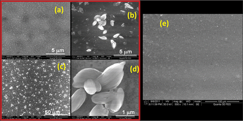 Figure 2. HRSEM images of (a) CIS and (b)–(d) CIGS nanostructured film and (e) HRSEM image of 220°C preheated CIGS film.