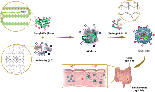 Figure 1 Fabrication of a pH-responsive nanocomposite-based colonic delivery system to improve the oral absorption of liraglutide.