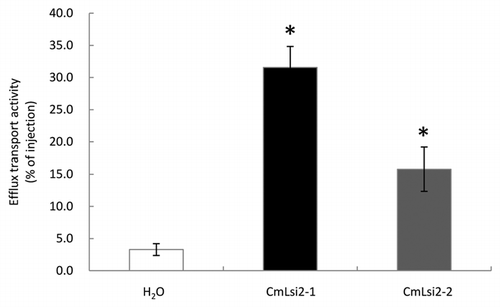 Figure 3 Efflux transport activity for Si in Xenopus oocyte. Oocytes expressing CmLsi2-1, CmLsi2-2 or no expression control (water injected) were injected with Si labeled with 68Ge. The radioactivity released from the oocytes was determined. Data are means ± SD of three biological replicates. * means significant difference at p < 0.05 (by student's t test).