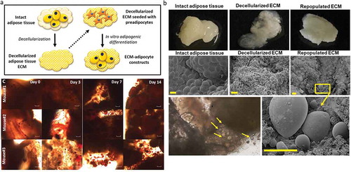 Figure 3. Differentiation of adipocytes in a 3D ECM-adipocyte in vitro culture model. (a) Graphic representation of ECM-adipocyte co-culture system. (b) Photographs, scanning electron micrographs of whole VAT, decellularized VAT, and decellularized VAT ECM repopulated with VAT preadipocytes and differentiated 14 days. Scale bars: 100 µm for all images, except decellularized ECM (10 µm). (c) Light microscopy images of intact VAT 3D-ECM/adipocyte culture (n = 3 male 16-week old C57BL6 mice fed ND) stained with Oil Red-O on different time points during adipogenic differentiation. Images were obtained with a 10X objective on an Olympus CKX41 microscope with Infinity 1 camera and Lumenera software (scale bars: 100 µm)