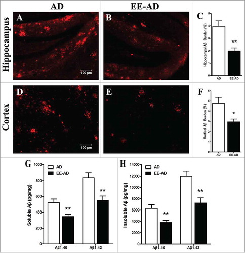 Figure 3. EE significantly reduced the Aβ plaques and peptides in the brain of AD mice. Immunofluorescence showed that, compared with AD mice, most of the larger plaques in hippocampus (A, B) and cortex (D, E) area decrease in EE mice, while the deposition of some dispersion have also disappeared. Analysis of quantitative image showed the Aβ deposition in the hippocampus (C) and cortex (F) of AD mice in EE were significantly. The soluble/insoluble Aβ1–40/Aβ1–42 peptides (G, H) show EE reduced the levels of Aβ peptides in AD mice. *P < 0.05, **P < 0.01, compared with AD mice.