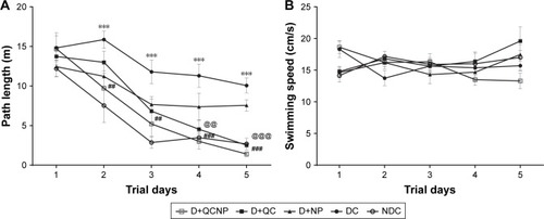 Figure 5 Comparison of swimming speed (A) and traveled swimming distance (B) during training trial days. Values are represented as mean ± SEM for 7–8 observations. Statistical significance was determined using two-way ANOVA (followed by Tukey’s multiple comparison test) at ***P<0.001 vs NDC group. ##P<0.01, ###P<0.001, @@P<0.01 and @@@P<0.001 vs diabetic control group.Abbreviations: QC, quercetin; NP, nanoparticle; NDC, non-diabetic control; DC, diabetic control; D+NP, diabetic treated with nanoparticle; D+QC, diabetic treated with quercetin; D+QCNP, diabetic treated with quercetin nanoparticle.