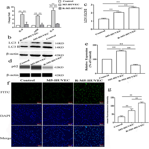 Figure 1 Induction of autophagy alleviates inflammation in HUVECs. Inflammation of HUVECs was induced by addition of M5 cytokines to the cultures, while autophagy was induced by the treatment of HUVECs with Rapamycin. (a) Expression levels of mRNA for IL6, IL8 and CCL20; (b and c) Expression levels of LC3 protein and ratio of LC3I/LC3II; (d and e) Expression levels of p62 protein; (f and g) Expression of LC3 assessed by immunofluorescence. n=5, **p<0.01.