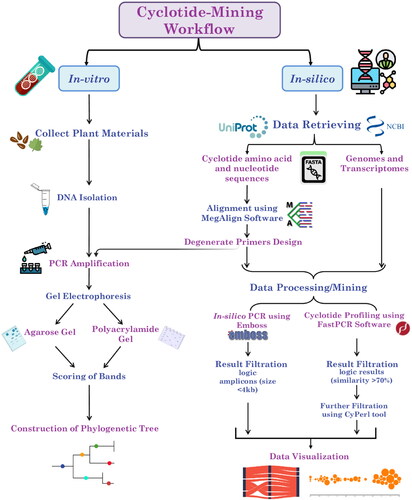 Figure 1. Workflow for genome/transcriptome-mining of cyclotides. This workflow shows the main steps which were divided into two main approaches as follows: 1) In silico approach (involving retrieval of genomes/transcriptomes and cyclotide sequences, cyclotide sequence alignment, primer design, in silico mining analysis, data visualization and statistical analysis), 2) In vitro approach (involving DNA isolation, PCR amplification and data analysis).