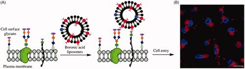 Figure 3. (A) Cartoon depicting liposome cell entry driven by binding interactions with cell surface carbohydrates. (B) Fluorescence image of cells treated with boronic acid modified liposomes. Reproduced with permission from ref (Zhang et al., Citation2018). Copyright Royal Society of Chemistry.