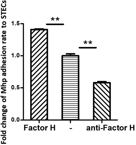 Figure 5. M. hyopneumoniae Adhesion influenced by factor H.