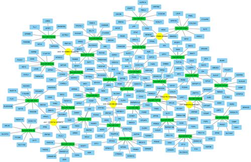 Figure 7 The potential competing endogenous RNA (ceRNA) relationships in PTC. Yellow represents circRNAs, green represents miRNAs, and blue represents mRNAs.