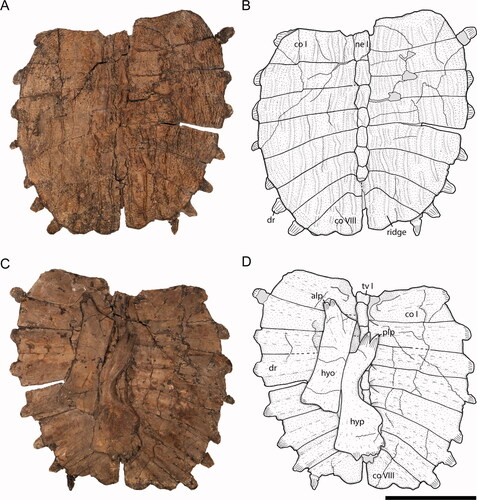 Figure 3. Striatochelys baba, GPIT-PV-122867, Na Duong Formation, middle–upper Eocene, Vietnam. Carapace in A, B, dorsal and C, D, ventral views. Abbreviations: alp, anterolateral process; co, costal; dr, dorsal rib; hyo, hyoplastron; hyp, hypoplastron; ne, neural; plp, posterolateral process; tv, thoracic vertebra. Scale bar equals 5 cm.
