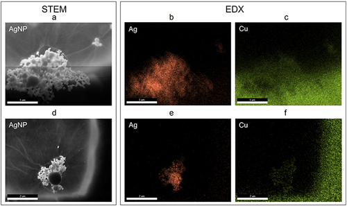 Figure 2 Silver nanoparticles (AgNP) hydrocolloid elemental composition analysis with scanning transmission electron microscopy (STEM) (a and d) and energy dispersive X-ray (b, c, e and f) detectors. Copper (Cu) visualization (c, f) is the mesh contour.