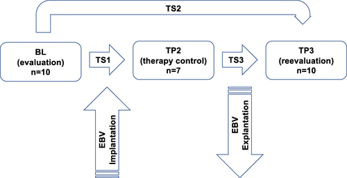 Figure 1 Study design: BL (preinterventional baseline), TP2 (postinterventional evaluation), TP3 (re-evaluation), TS1 (time span 1), TS3 (time span 3), EBV (endobronchial valve).