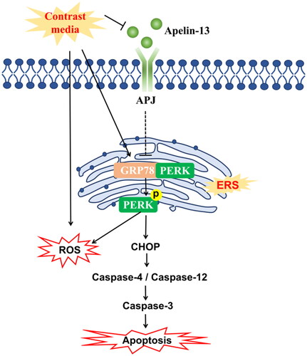 Figure 8. Central illustration - the mechanistic pathway of apelin-13 regulation in CI AKI. ER stress contributed to the oxidative stress and apoptosis of tubular epithelial cells induced by CM. Apelin-13 played a protective role by downregulating ER stress, oxidative stress and apoptosis. Apelin-13 may alleviate oxidative stress and apoptosis through modulating ER stress in tubular epithelial cells.