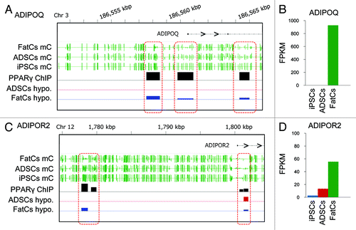Figure 6. Epigenetic markers for adipogenesis. (A,C) mC values in the ADIPOQ (A) and ADIPOR2 (C) gene loci for each cell type. (B,D) The expression levels of ADIPOQ (B) and ADIPOR2 (D) in each cell type.