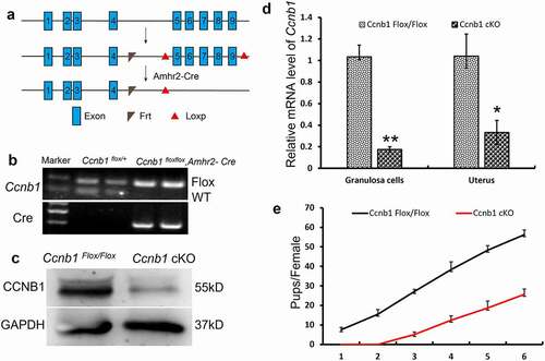 Figure 1. Subfertility of Ccnb1 cKO female mice. (a) Generation of Ccnb1 cKO mice. Exons 5–9 of Ccnb1 were deleted by Amhr2-Cre–mediated recombination. (b) Genotyping PCR for the identification of the Ccnb1 Flox/+ and Ccnb1 cKO mice. (c) Western blot demonstrating the significant decrease in cyclin B1 protein in knockout mouse GCs. The GCs of each lane were collected from one mouse, and the level of GAPDH was used as an internal control. (d) qRT–PCR analysis showing the conditional reduction of Ccnb1 mRNA in granulosa cells and uterine extracts. The data are expressed as the mean ± SEM. *P < 0.05, **P < 0.01. (e) Comparison of the accumulative number of pups per Ccnb1 Flox/Flox and Ccnb1 cKO females (n = 6 for each group). Each experiment was repeated a minimum of three times.