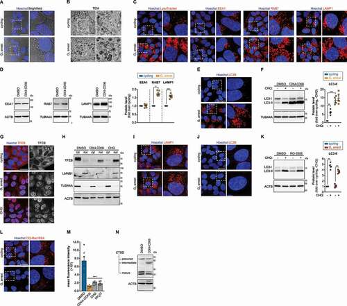 Figure 4. Cells arrested in G1 exhibit dysregulated endolysosomal trafficking and autophagy. (A and B) Bright-field (A) and transmission electron microscopy (TEM) (B) images of HeLa cells treated with DMSO (cycling) or treated with CDK4-CDK6i (G1 arrest). (C) Representative images of HeLa cells treated with DMSO (cycling) or CDK4-CDK6i (G1 arrest) and stained for various endolysosomal markers (LysoTracker, EEA1, RAB7, and LAMP1). (D) EEA1, RAB7 and LAMP1 protein levels, determined by western blot, in HeLa cells treated with DMSO (cycling) or CDK4-CDK6i (G1 arrest). ACTB/β-actin or TUBA4A/α-tubulin were used as loading controls. (E) Representative images of HeLa cells treated with DMSO (cycling) or treated with CDK4-CDK6i (G1 arrest) and stained for the autophagy marker LC3B. (F and K) LC3B protein levels, determined by western blot, in HeLa cells treated with DMSO (cycling), CDK4-CDK6i (G1 arrest; F) or RO-3306 (G2 arrest; K). Where indicated, cells were co-treated with the autophagosome-lysosome fusion inhibitor chloroquine (CHQ, 100 µM) for the last 3 h. Quantification of LC3B-II protein levels (normalized to loading control) is shown normalized to control cells without CHQ treatment. (G) Representative images of HeLa cells treated with DMSO (control), CDK4-CDK6i (G1 arrest) or CHQ (200 µM, 3 h) and stained for the transcription factor TFEB. (H) TFEB protein levels, determined by western blot, in cytoplasmic (cyt) and nuclear (nuc) extracts of HeLa cells treated with DMSO (cycling), CDK4-CDK6i (G1 arrest) or CHQ. LMNB1 (lamin B1) and TUBA4A/α-tubulin were used to control the purity of the nuclear and cytoplasmic fractions, respectively. (I and J) Representative images of HeLa cells treated with DMSO (cycling) or treated with RO-3306 (G2 arrest) and stained for LAMP1 (I) or LC3B (J). (L) Representative images of HeLa cells treated with DMSO (cycling) or CDK4-CDK6i (G1 arrest) and incubated with DQ-Red BSA. (M) Flow cytometry quantification of mean fluorescence intensity of DQ-Red BSA of HeLa cells treated with DMSO (cycling) or CDK4-CDK6i (G1 arrest). Data from cells treated with CHQ and NH4Cl, inhibitors of lysosomal acidification, are shown for comparison. (N) CTSD (cathepsin D) processing, evaluated by western blot, in HeLa cells treated with DMSO (cycling) or CDK4-CDK6i (G1 arrest). ACTB/β-actin was used as a loading control. Scale bars: 25 µm, except panel B, 3 µm. Results are shown as mean±s.e.m. of n = 7 (M), n = 6 (D), n = 5 (F) or n = 4 (K) biologically independent experiments; microscopy images are representative of n = 5 (B, C, E), or n = 3 (A, G, I, J, L) biologically independent experiments; western blots are representative of n = 6 (D), n = 5 (F, H, N) or n = 4 (K) biologically independent experiments; *P < 0.05, **P < 0.01 and ***P < 0.001 (statistical analysis is detailed in Table S1).